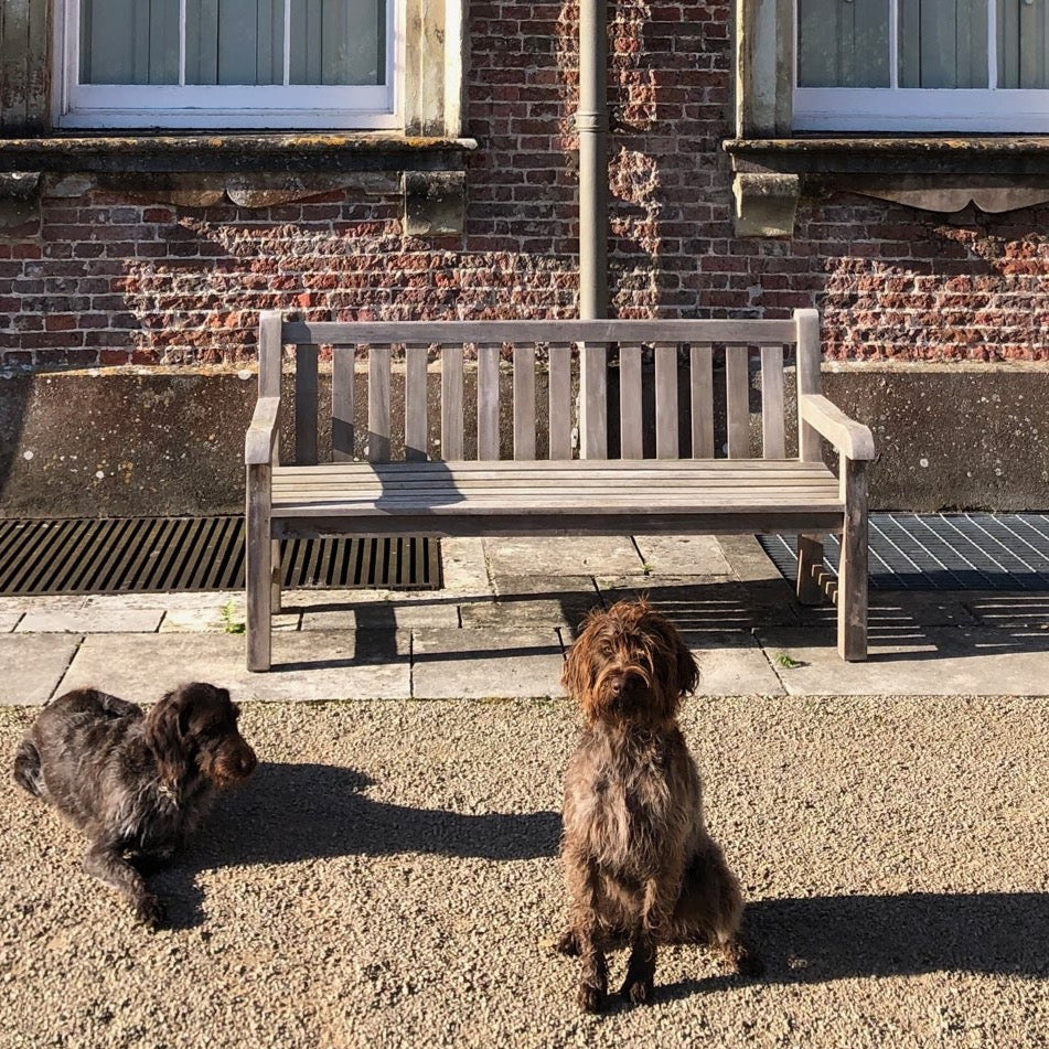 
                  
                    Weathered teak bench with square back and armrests on stone patio in front of brick building with two brown dogs sitting in front. 
                  
                